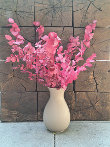 Eukalyptus Magic Pink