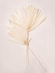 White palm leaves